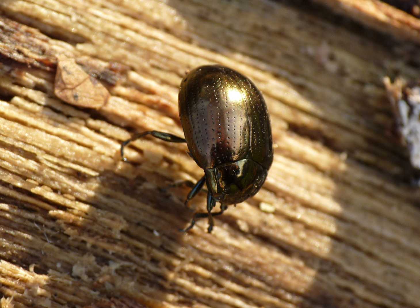 Chrysolina da determinare